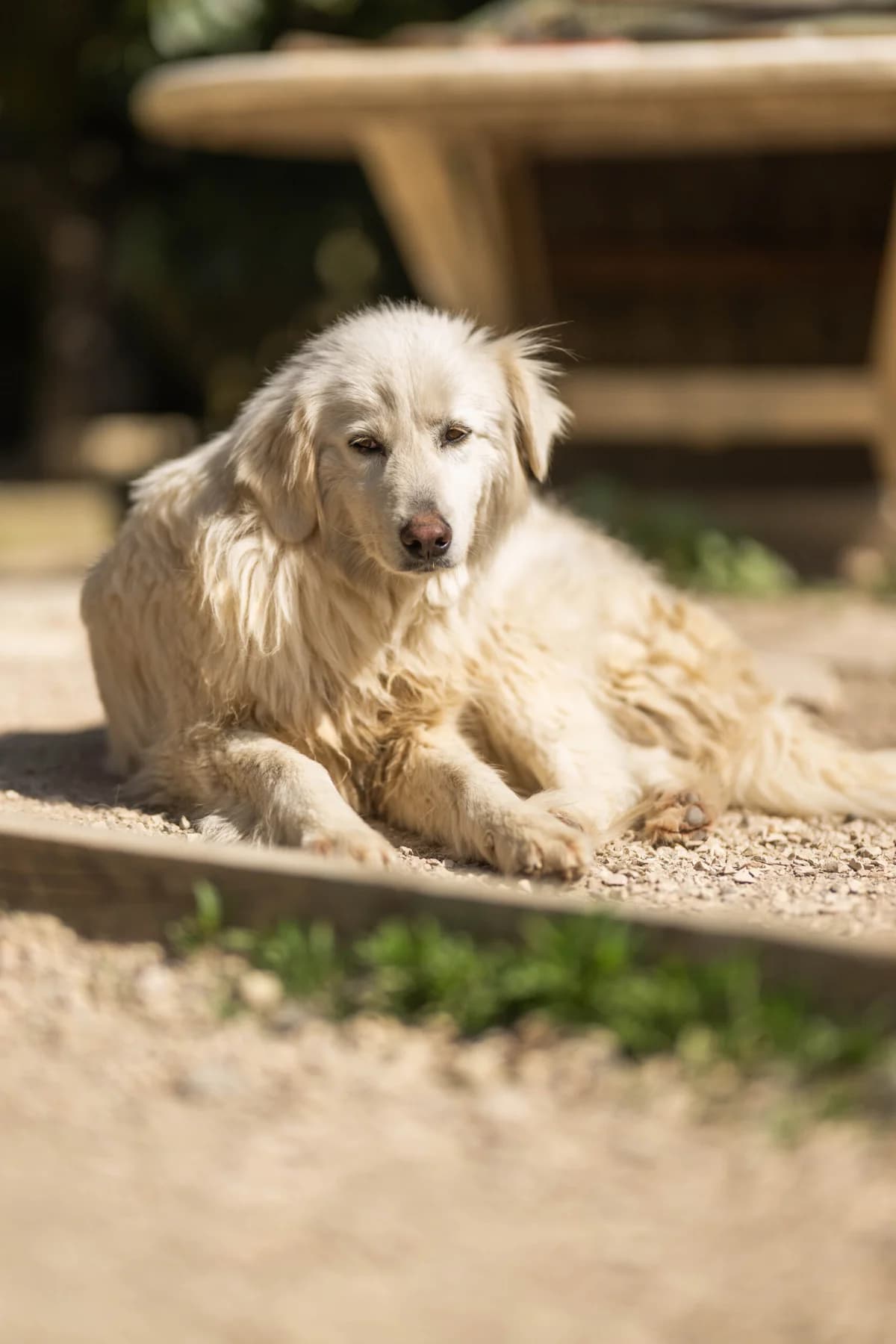 Ada, Mixed Breed (Hundehilfe Mariechen)