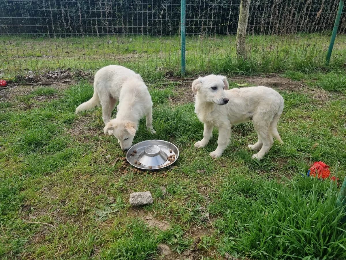 Alora, Mixed Breed (Hundehilfe Mariechen)