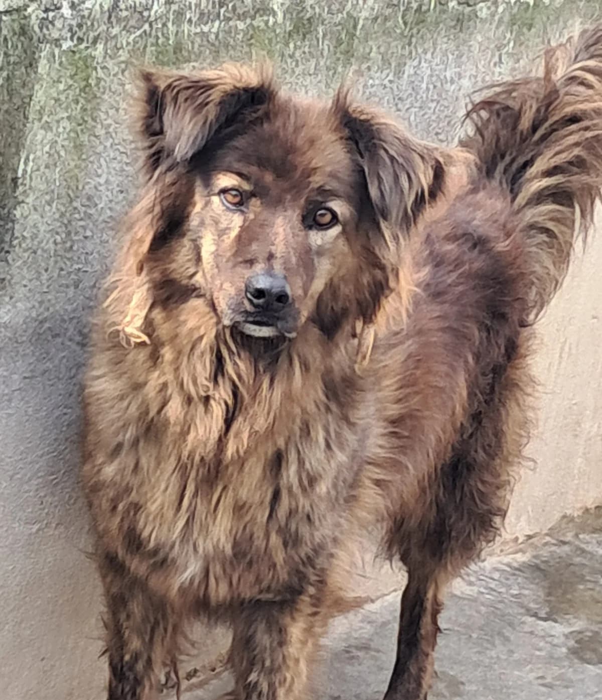 Bambu, Mixed Breed (Hundehilfe Mariechen)