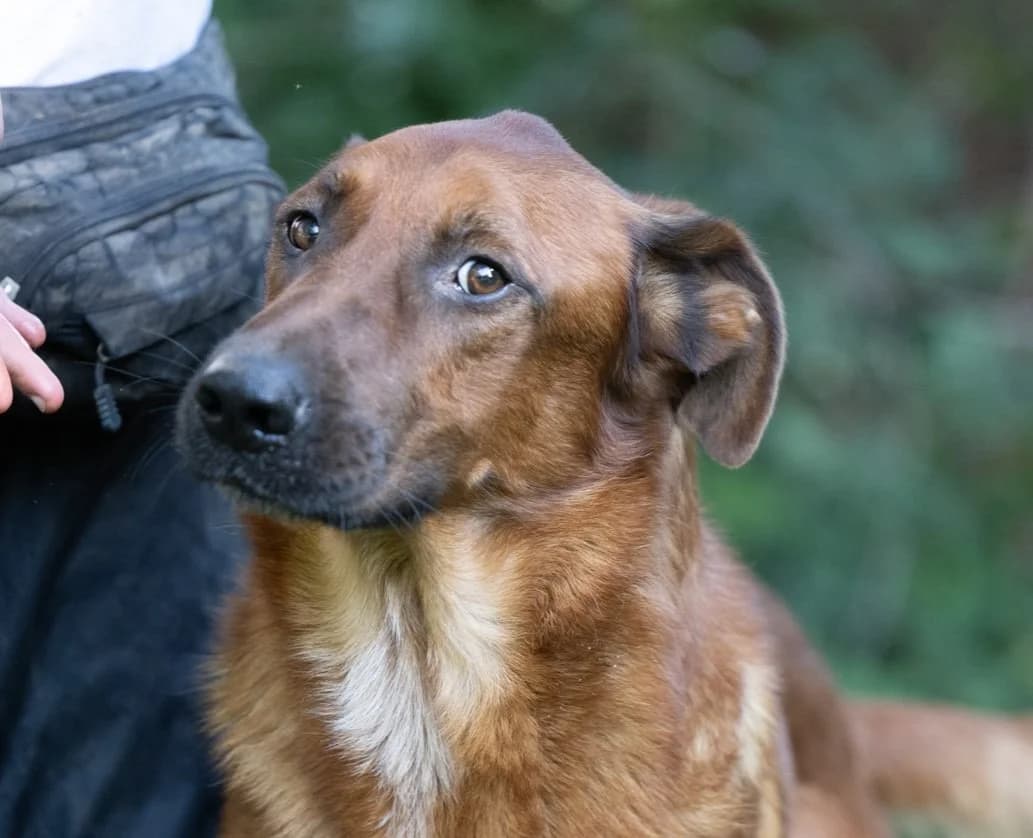 Bazzy, Mixed Breed (Hundehilfe Mariechen)