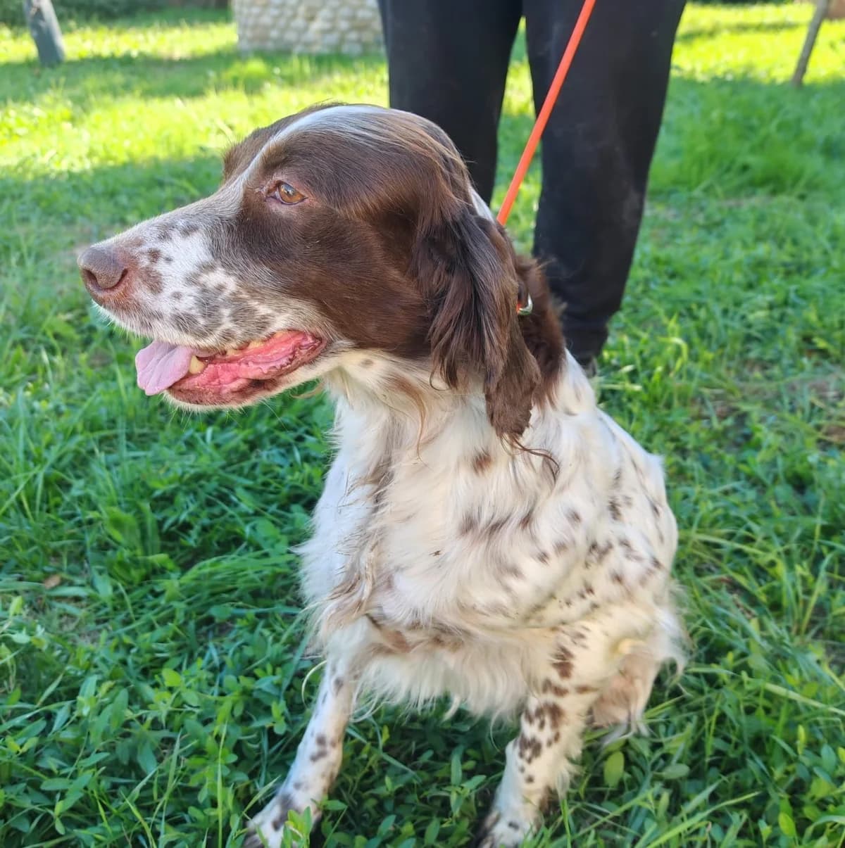 Belts, male senior English Setter for adoption at Hundehilfe Mariechen, Stadtsteinach