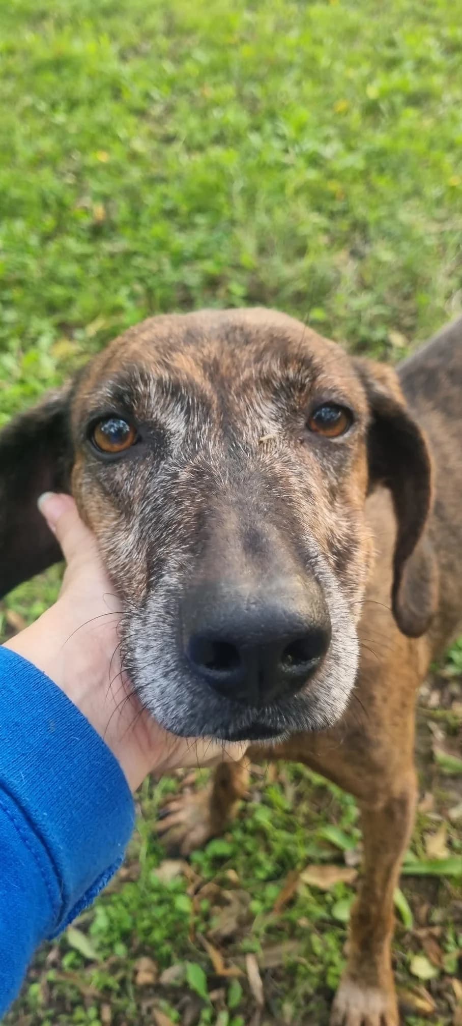 Beta, Mixed Breed (Hundehilfe Mariechen)