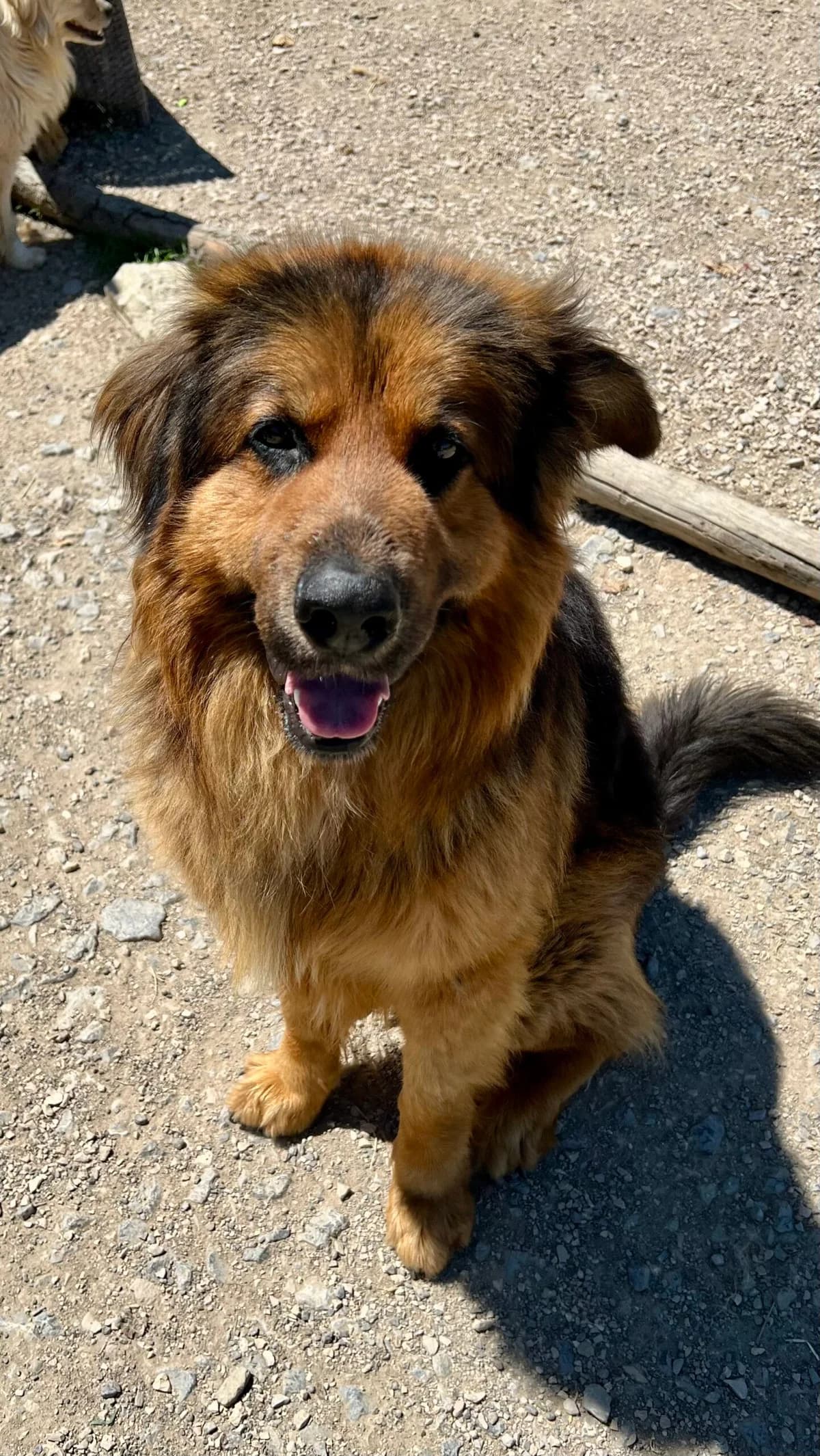 Boris, male 6yo German Shepherd for adoption at Hundehilfe Mariechen, Stadtsteinach