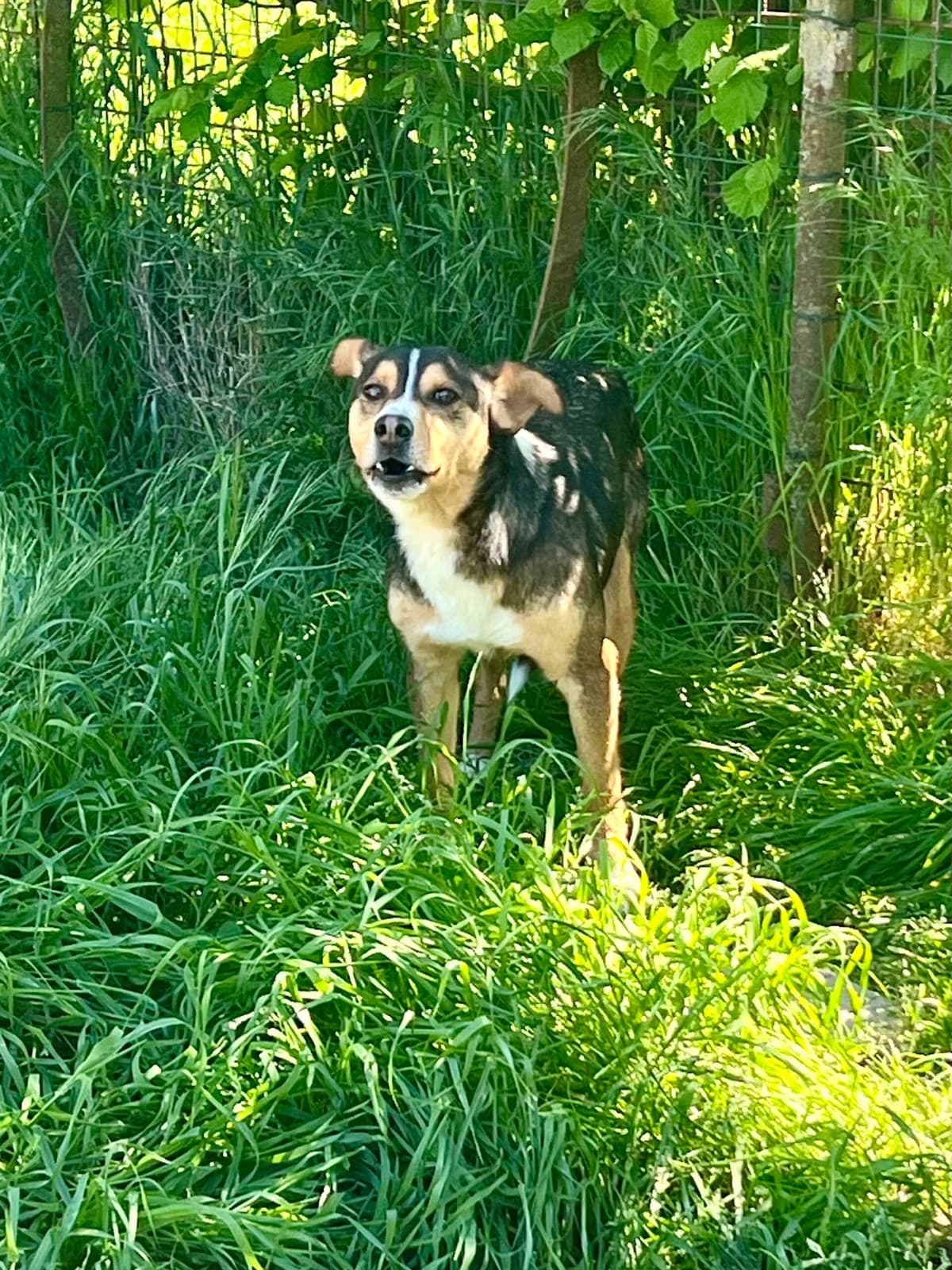 Bubi,  Mixed Breed for adoption at Lucky Paws North Macedonia, Skopje