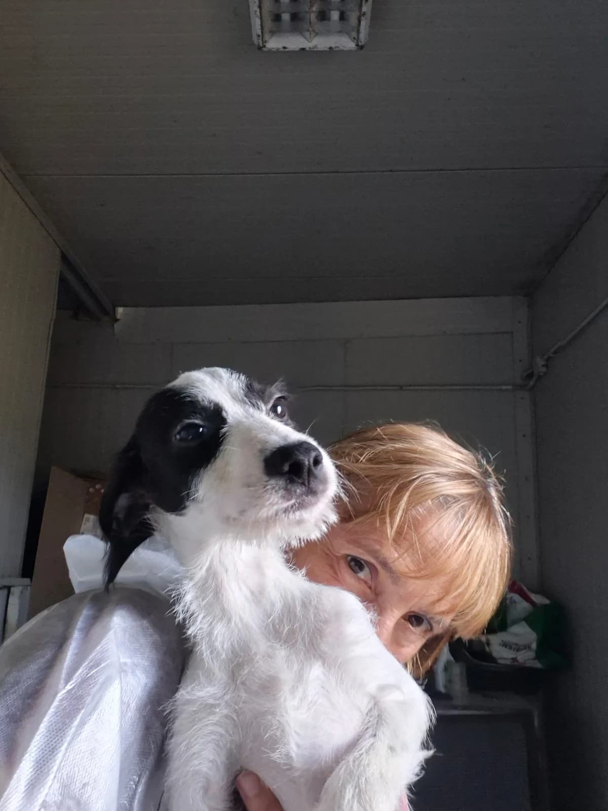 Caio, male puppy Pointer for adoption at Hundehilfe Mariechen, Stadtsteinach