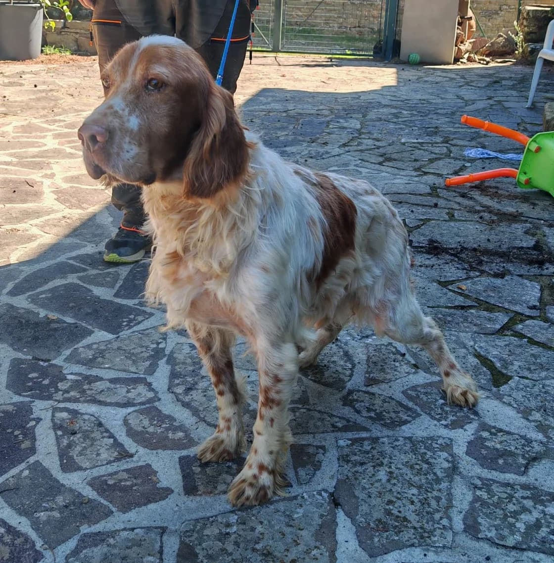 Caos, male senior English Setter for adoption at Hundehilfe Mariechen, Stadtsteinach