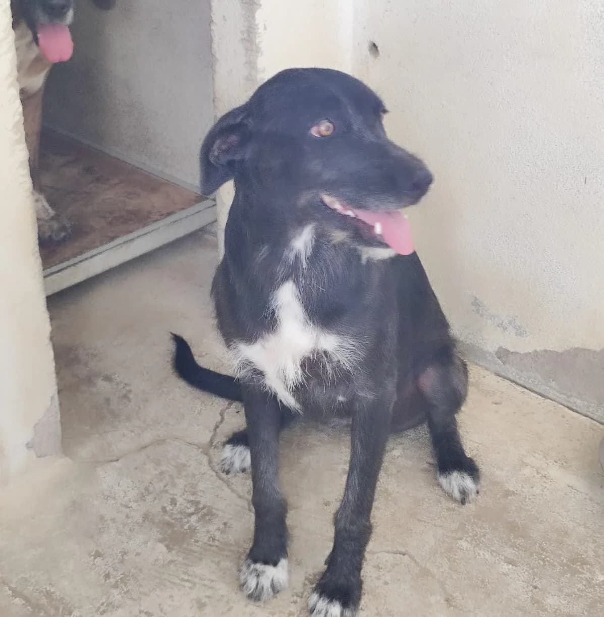 Cola, female young Mixed Breed for adoption at Hundehilfe Mariechen, Stadtsteinach