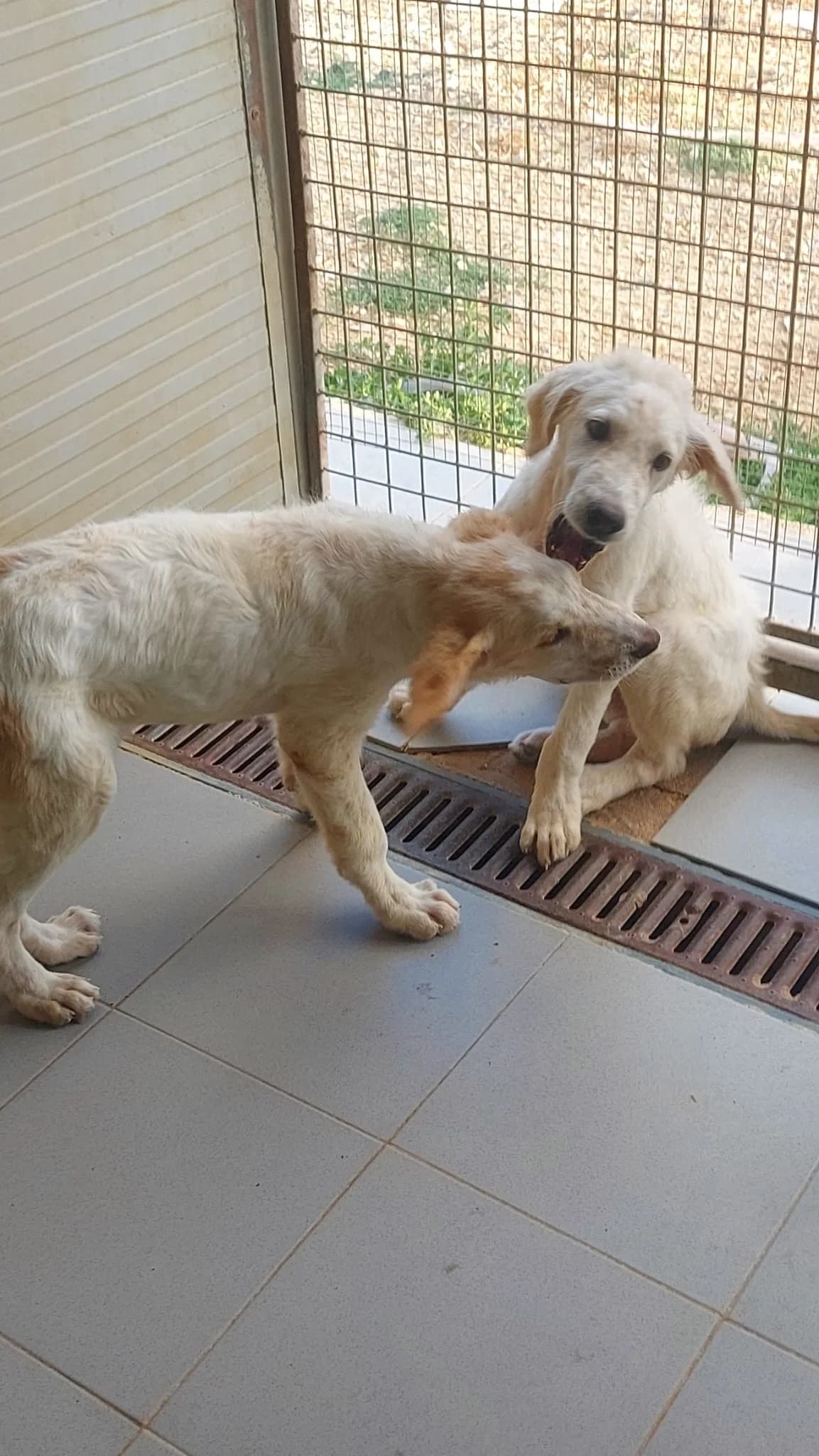 Colin, Mixed Breed (Hundehilfe Mariechen)