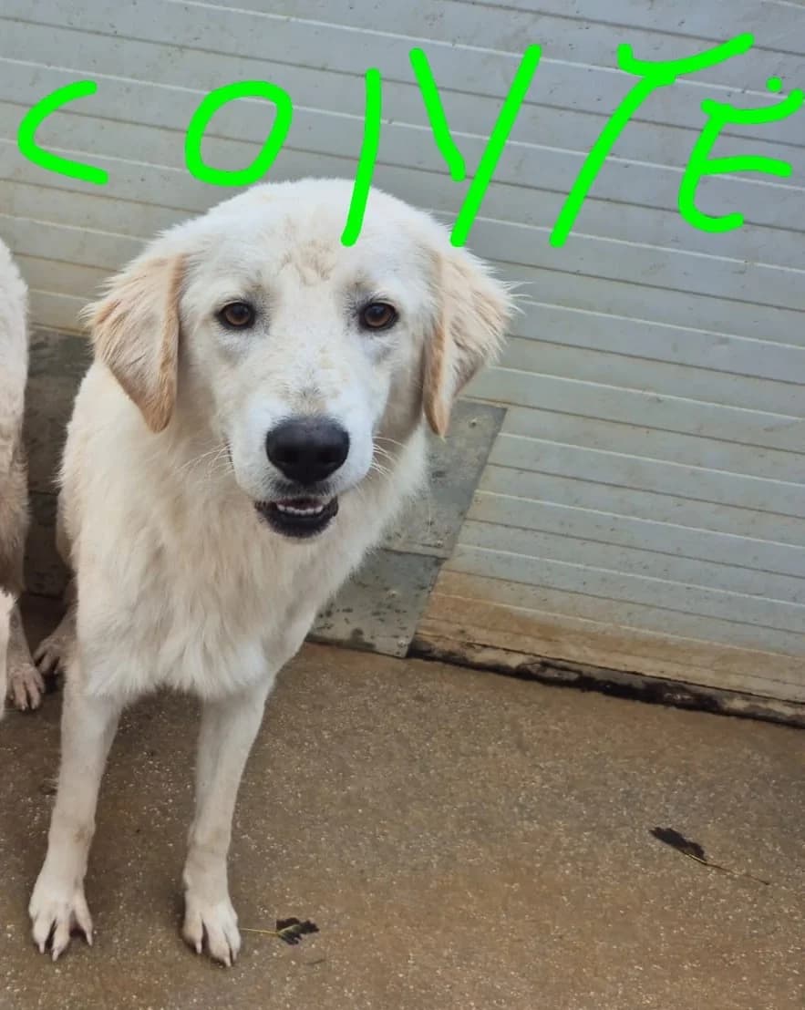 Conte, Mixed Breed (Hundehilfe Mariechen)