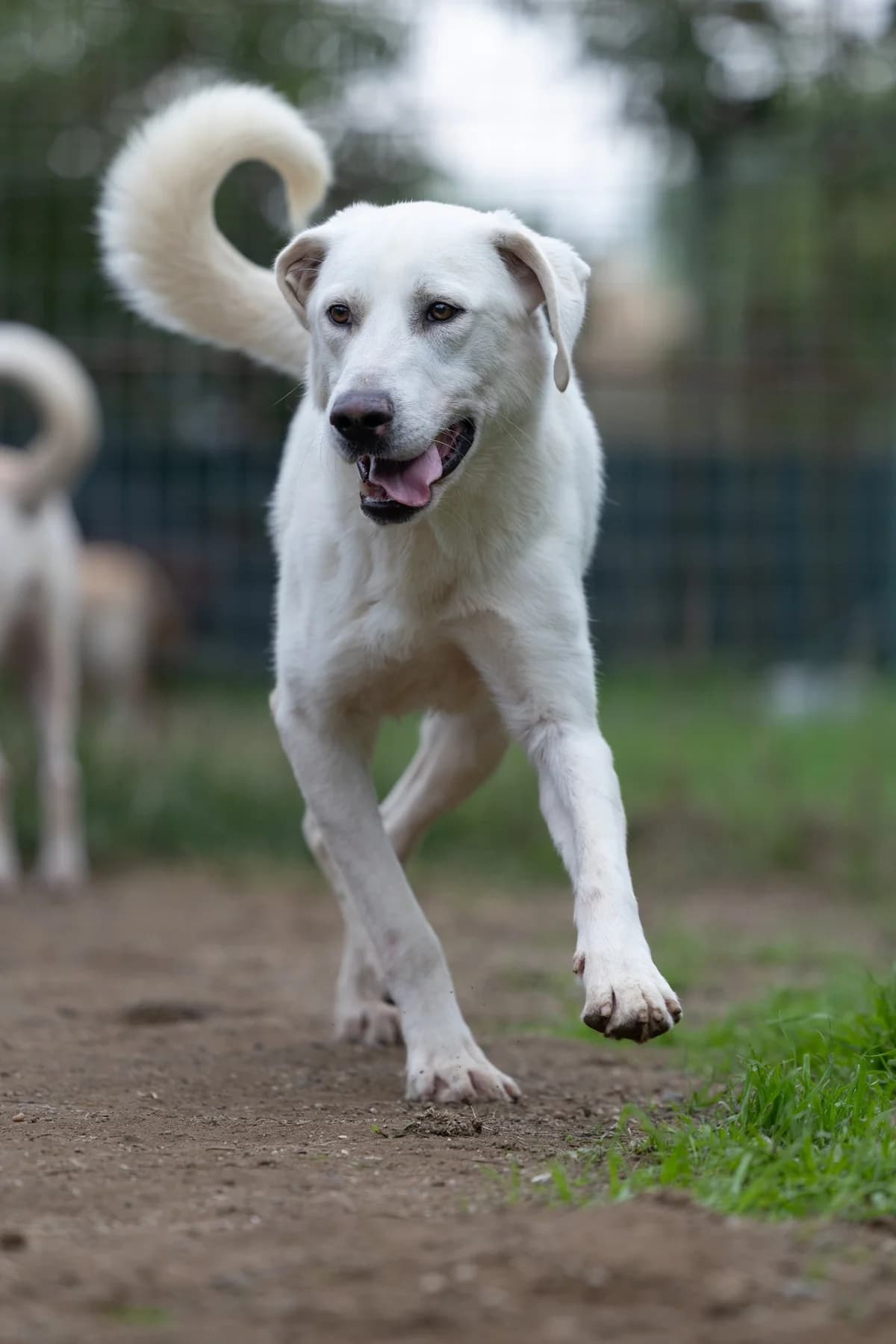 Danko, male young Labrador Retriever for adoption at Hundehilfe Mariechen, Stadtsteinach