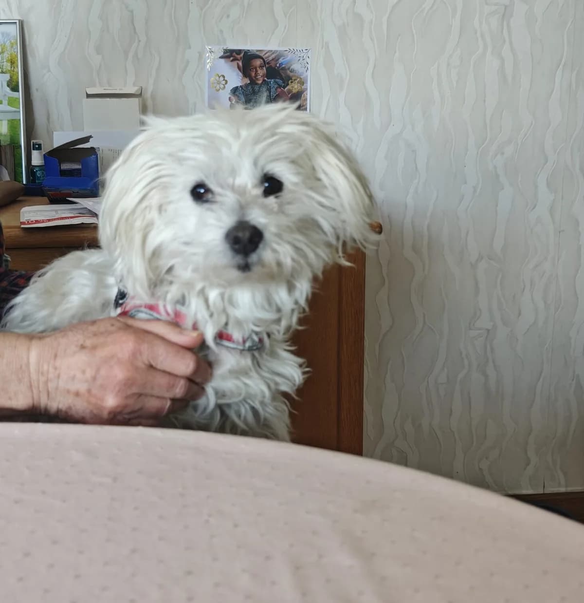 Dot, male senior Maltese for adoption at Hundehilfe Mariechen, Stadtsteinach