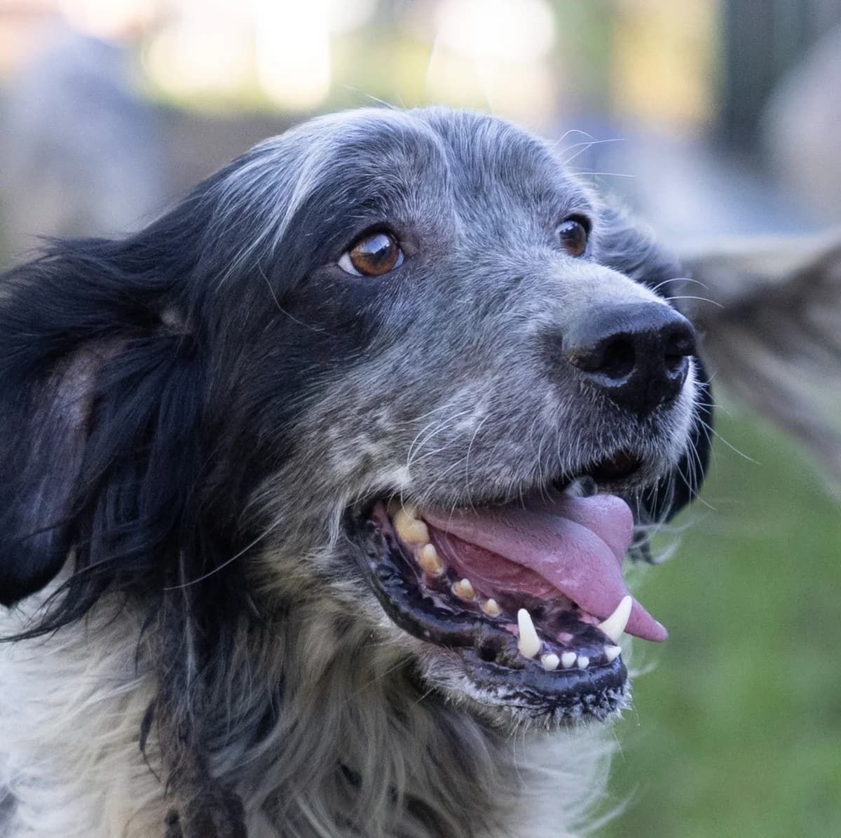 Duke,  (Hundehilfe Mariechen)