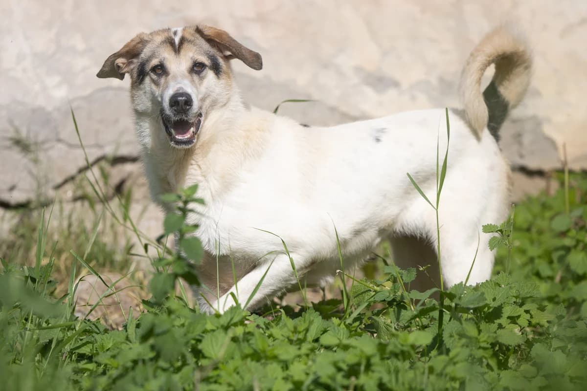Elda, Mixed Breed (Hundehilfe Mariechen)