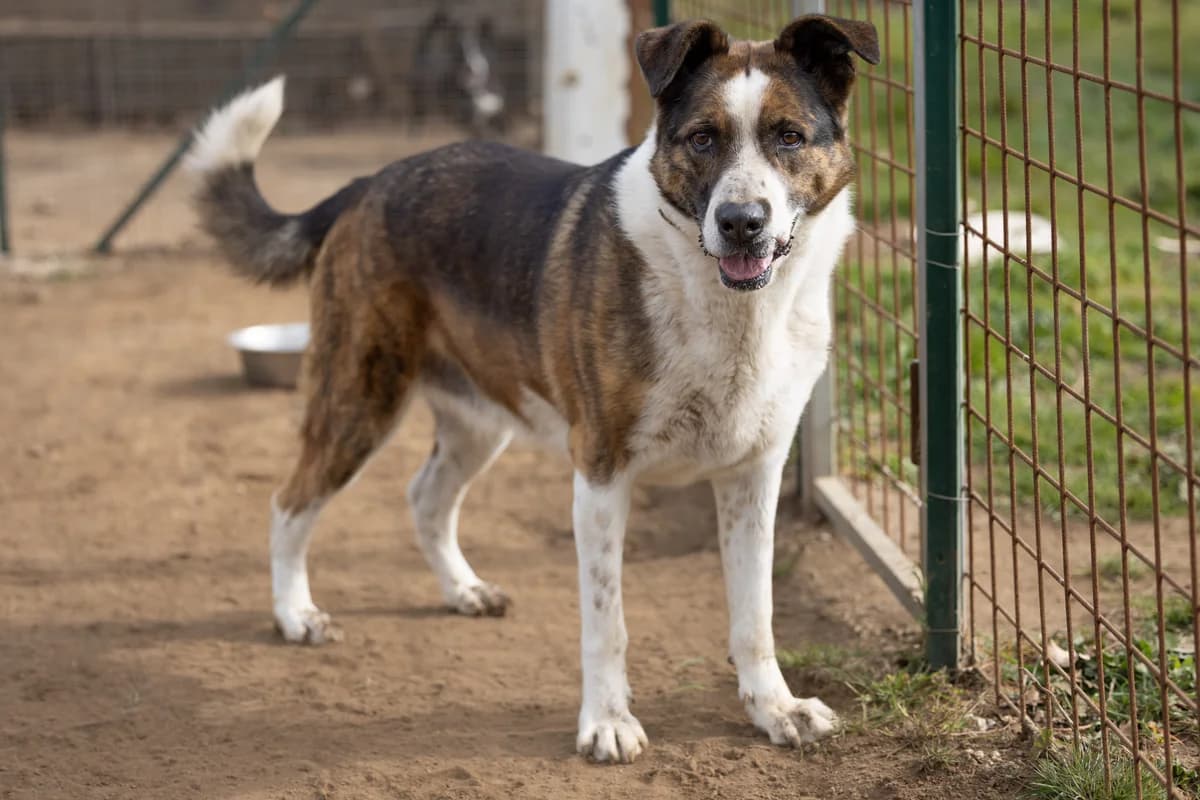 Elena, female senior Mixed Breed for adoption at Hundehilfe Mariechen, Stadtsteinach