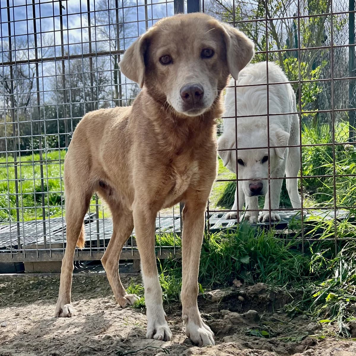 Emy, female 6yo Mixed Breed for adoption at Hundehilfe Mariechen, Stadtsteinach