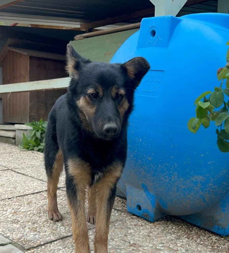 Erika, Mixed Breed (Hundehilfe Mariechen)