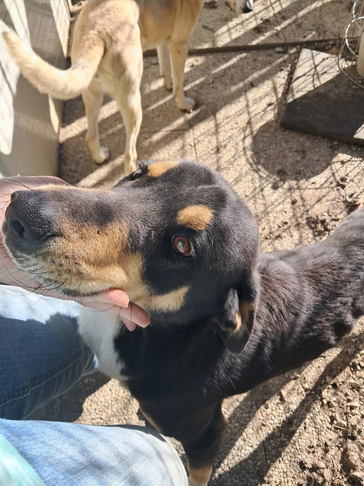 Eris, Mixed Breed (Hundehilfe Mariechen)