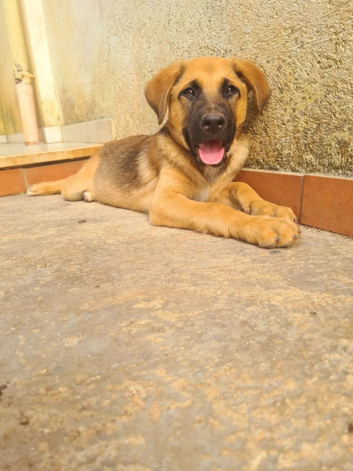 Etna, Mixed Breed (Hundehilfe Mariechen)