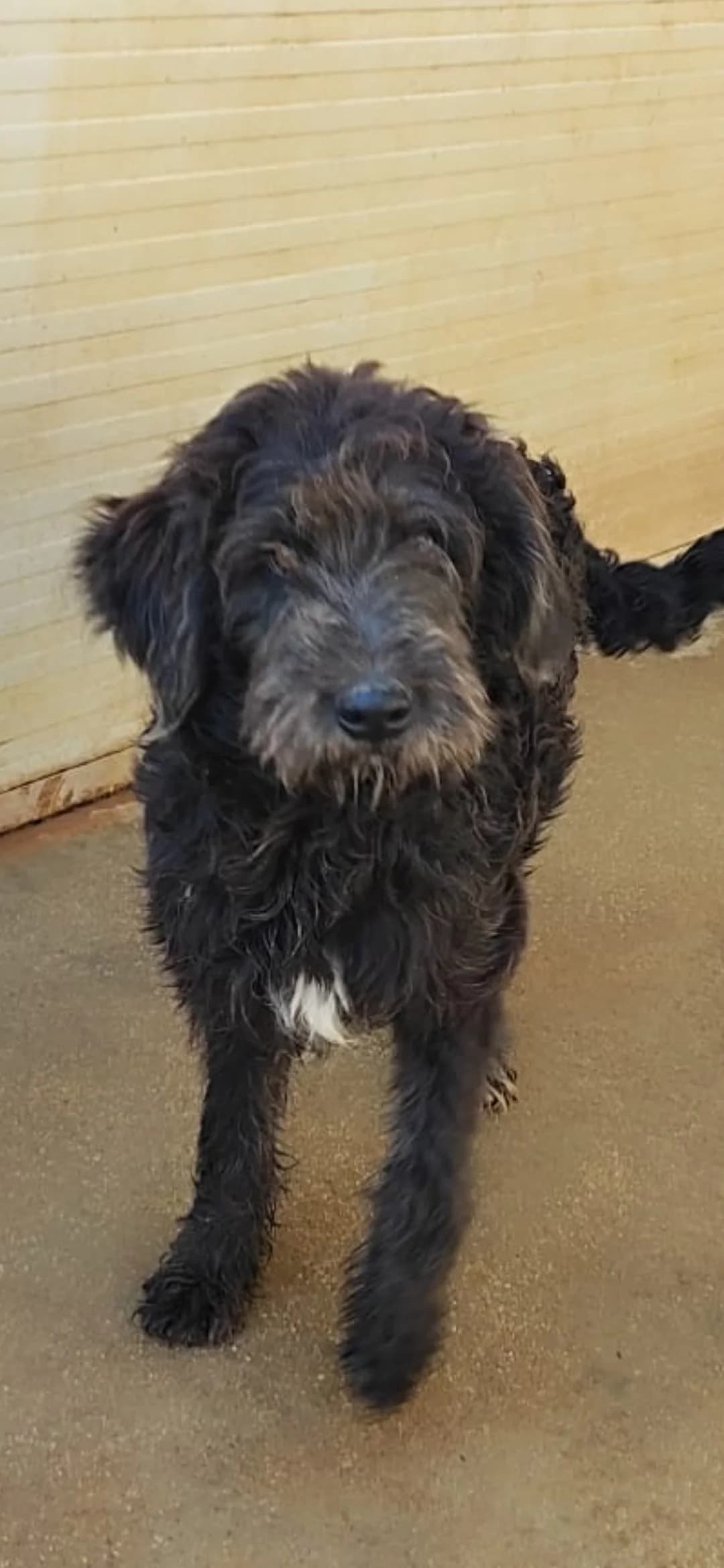 Eyk, Mixed Breed (Hundehilfe Mariechen)