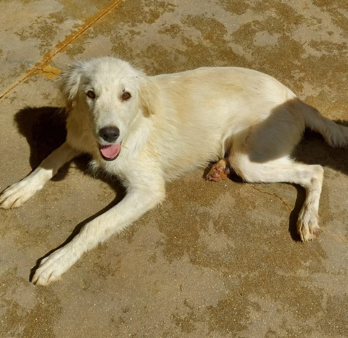 Feo, Mixed Breed (Hundehilfe Mariechen)