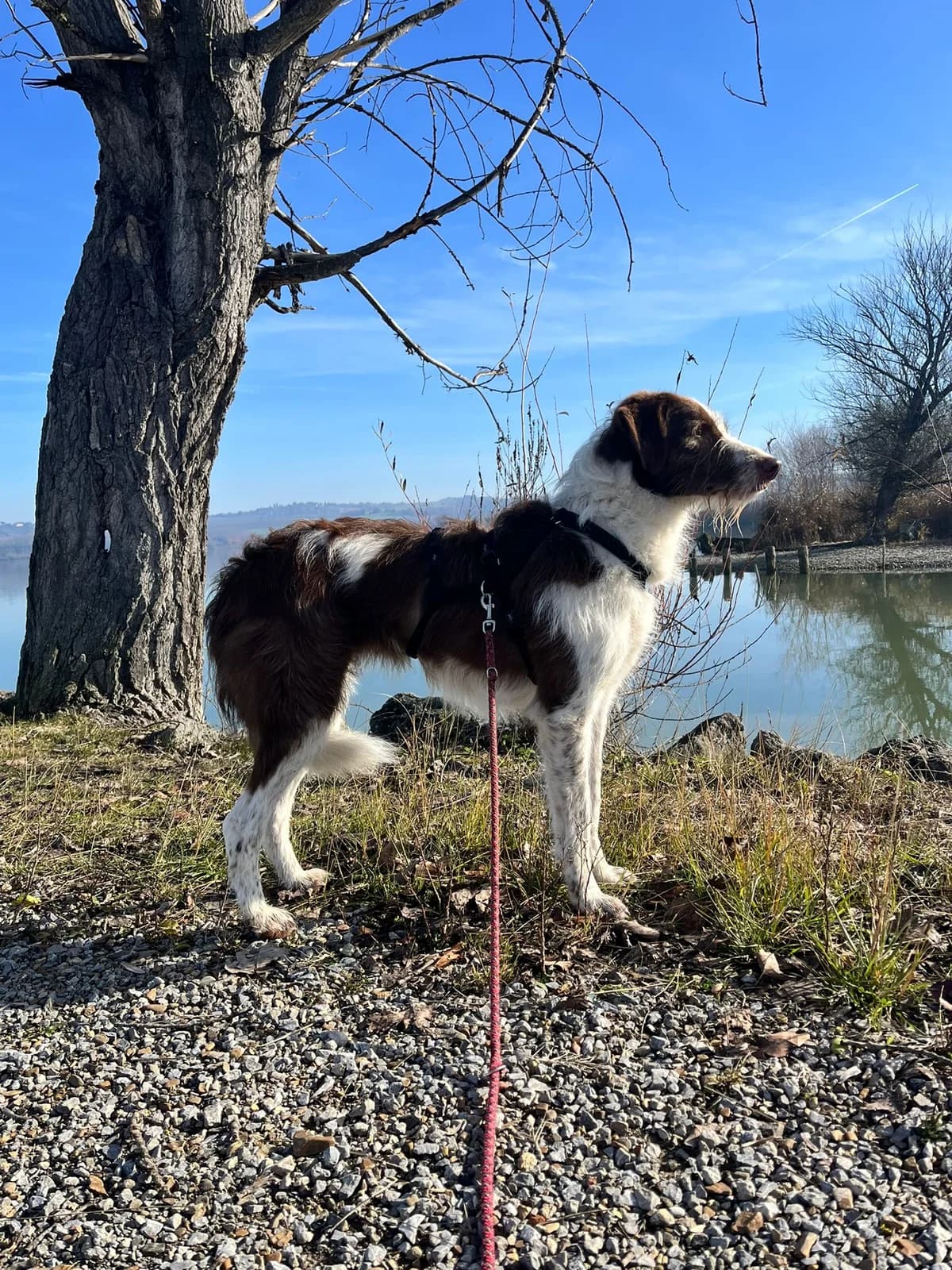 Gea, Mixed Breed (Hundehilfe Mariechen)