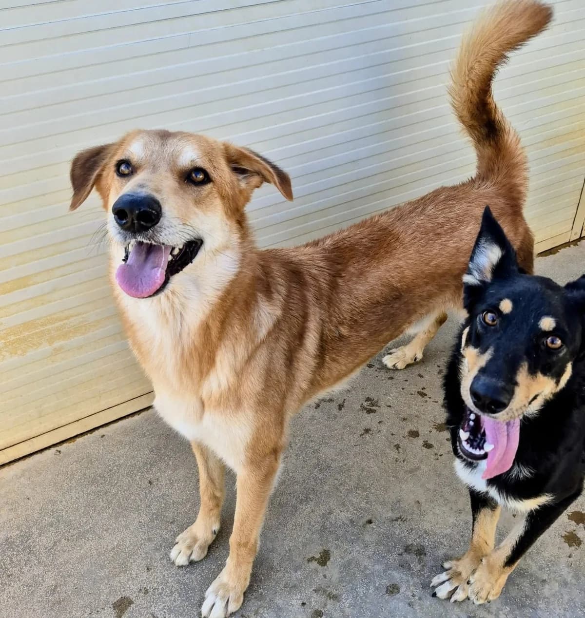 Handy, Mixed Breed (Hundehilfe Mariechen)