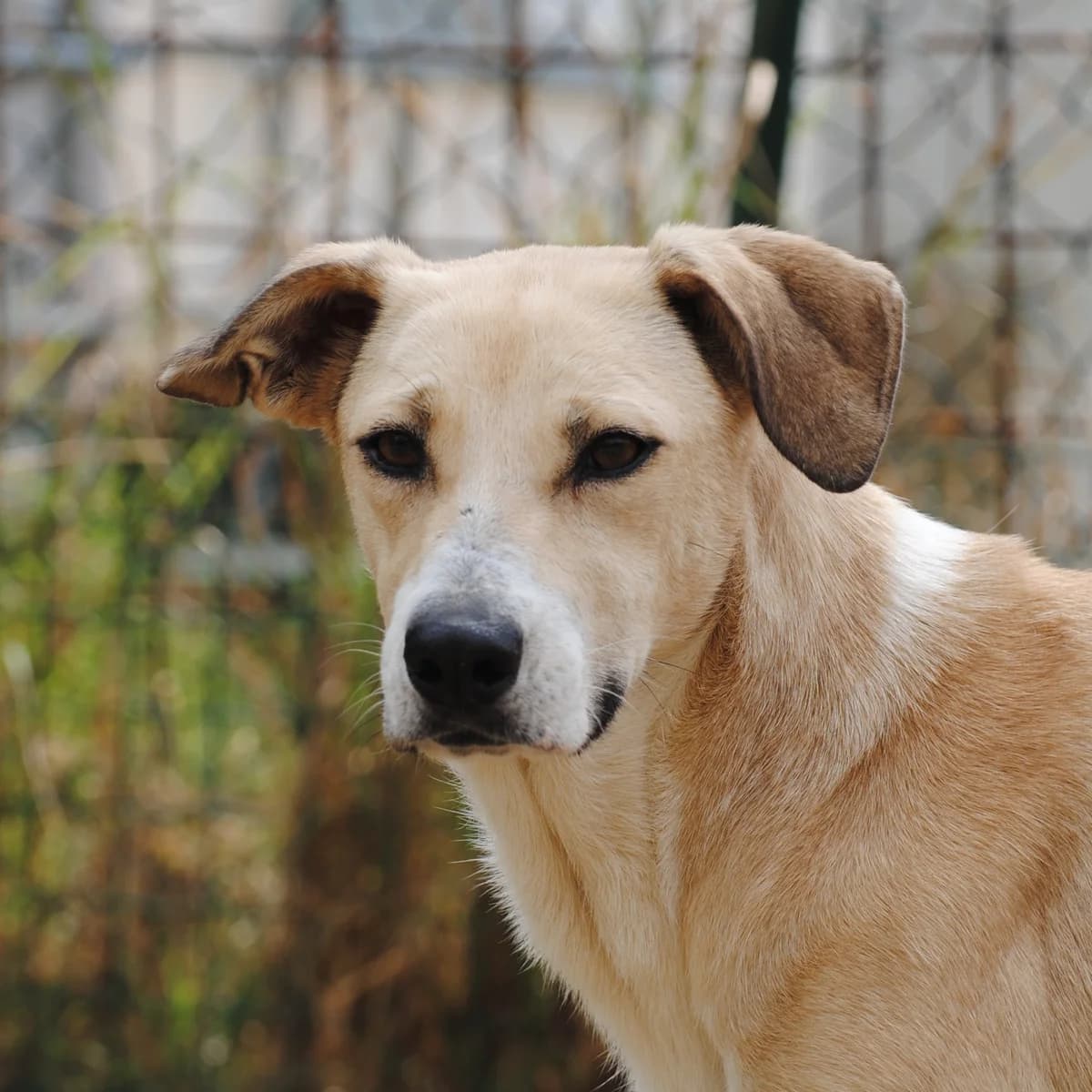 Holly (Saura), Mixed Breed (Hundehilfe Mariechen)