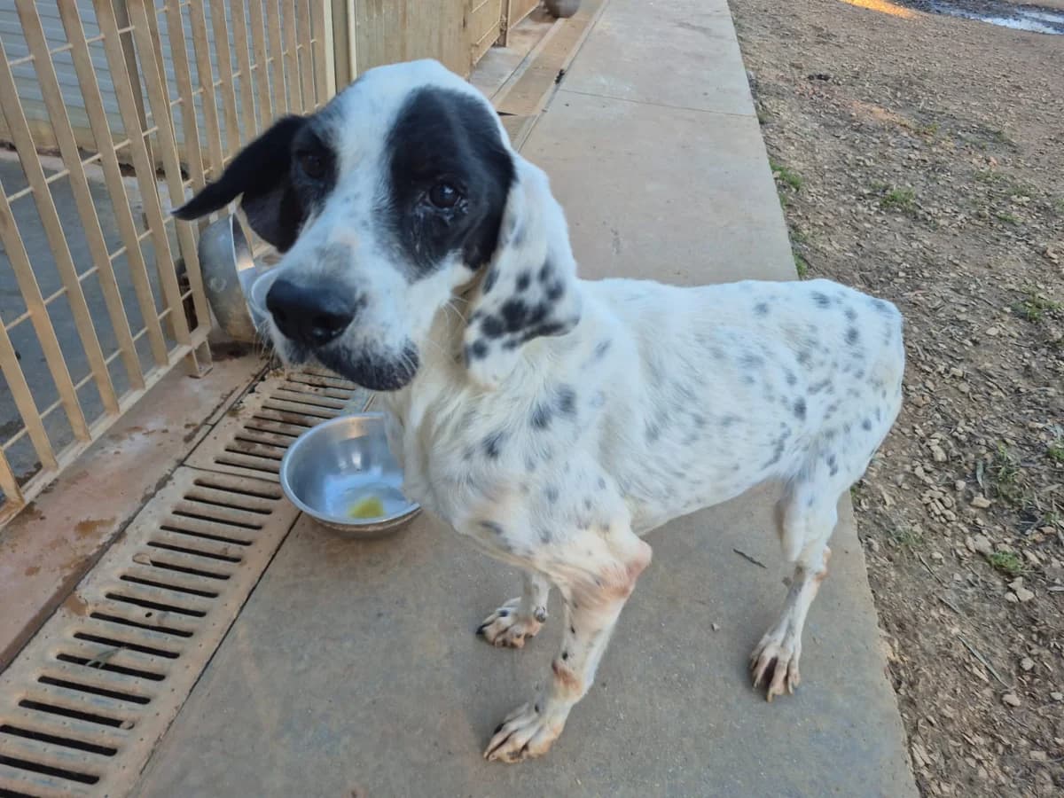 Ilary, female 5yo Pointer for adoption at Hundehilfe Mariechen, Stadtsteinach