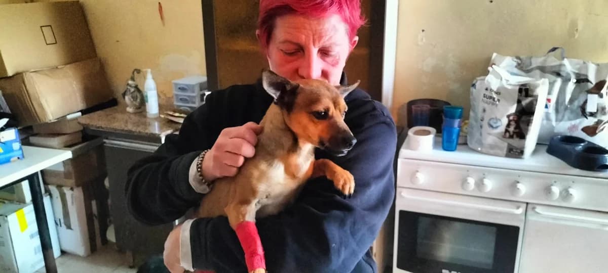 Ivano, male young Mixed Breed for adoption at Hundehilfe Mariechen, Stadtsteinach
