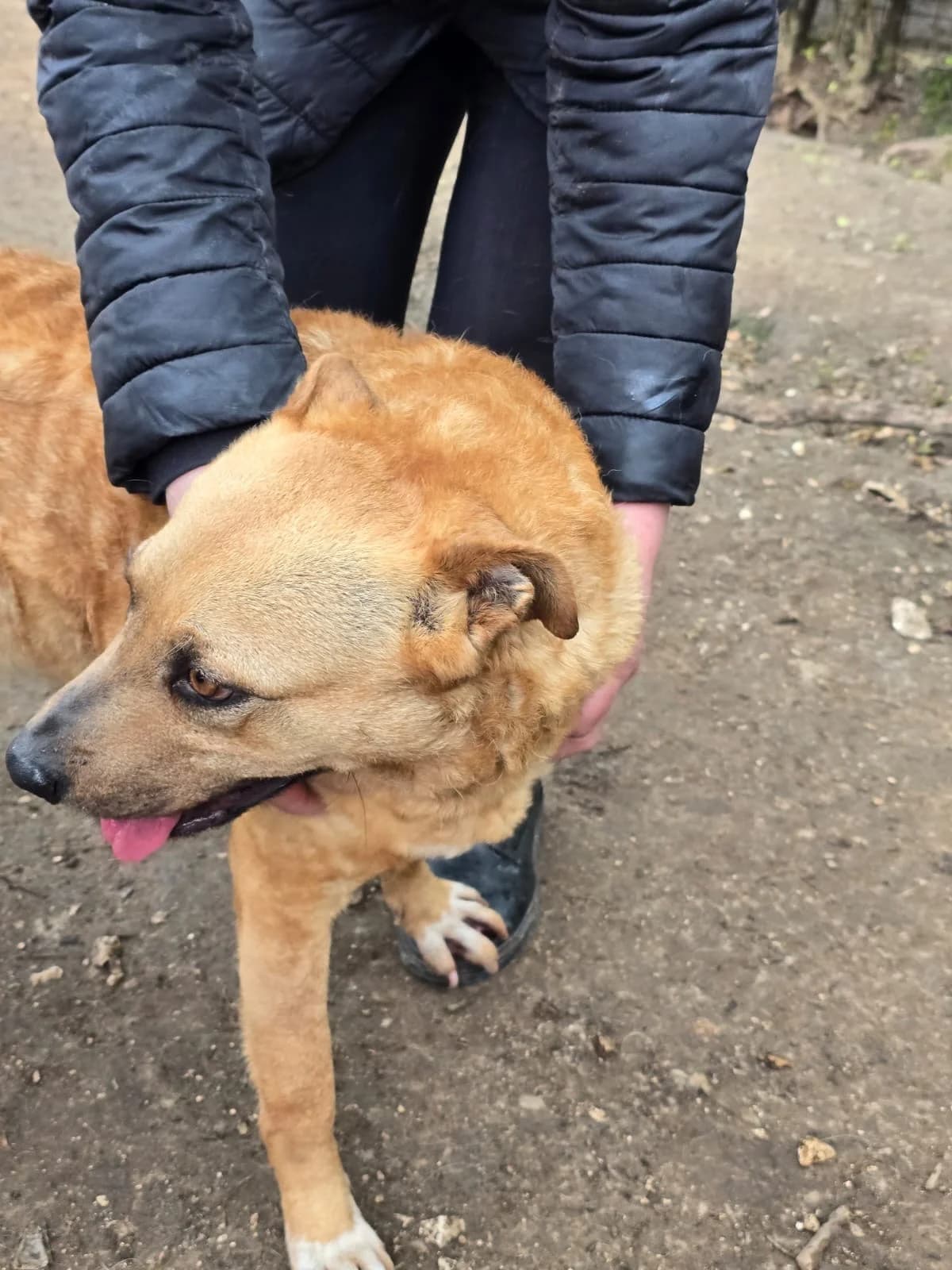 Jofy, Mixed Breed (Hundehilfe Mariechen)