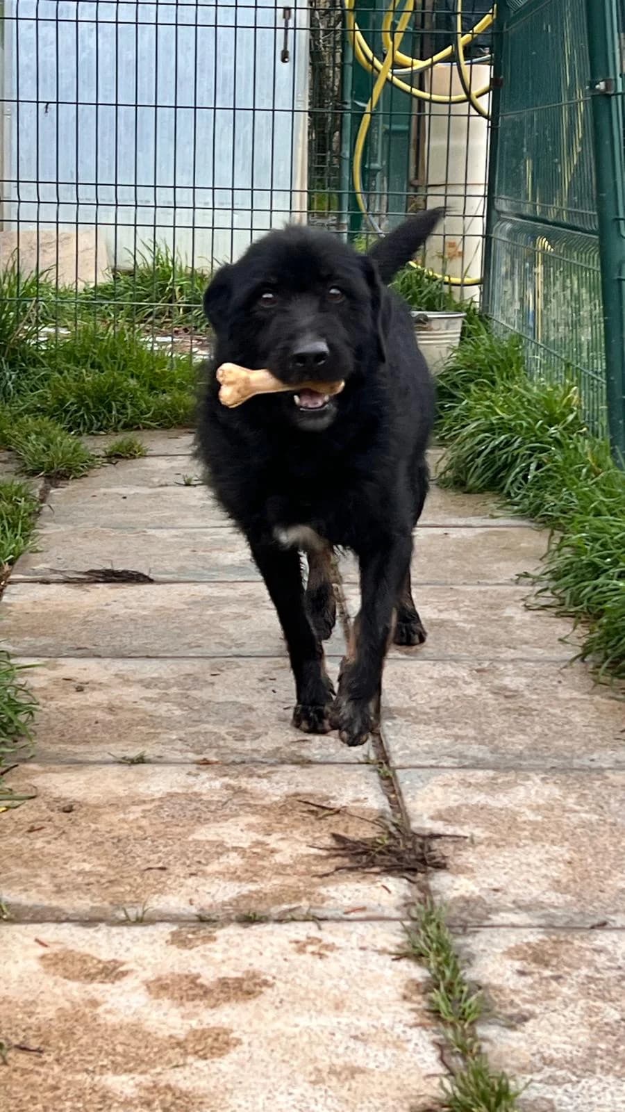 Joy, male senior Mixed Breed for adoption at Hundehilfe Mariechen, Stadtsteinach