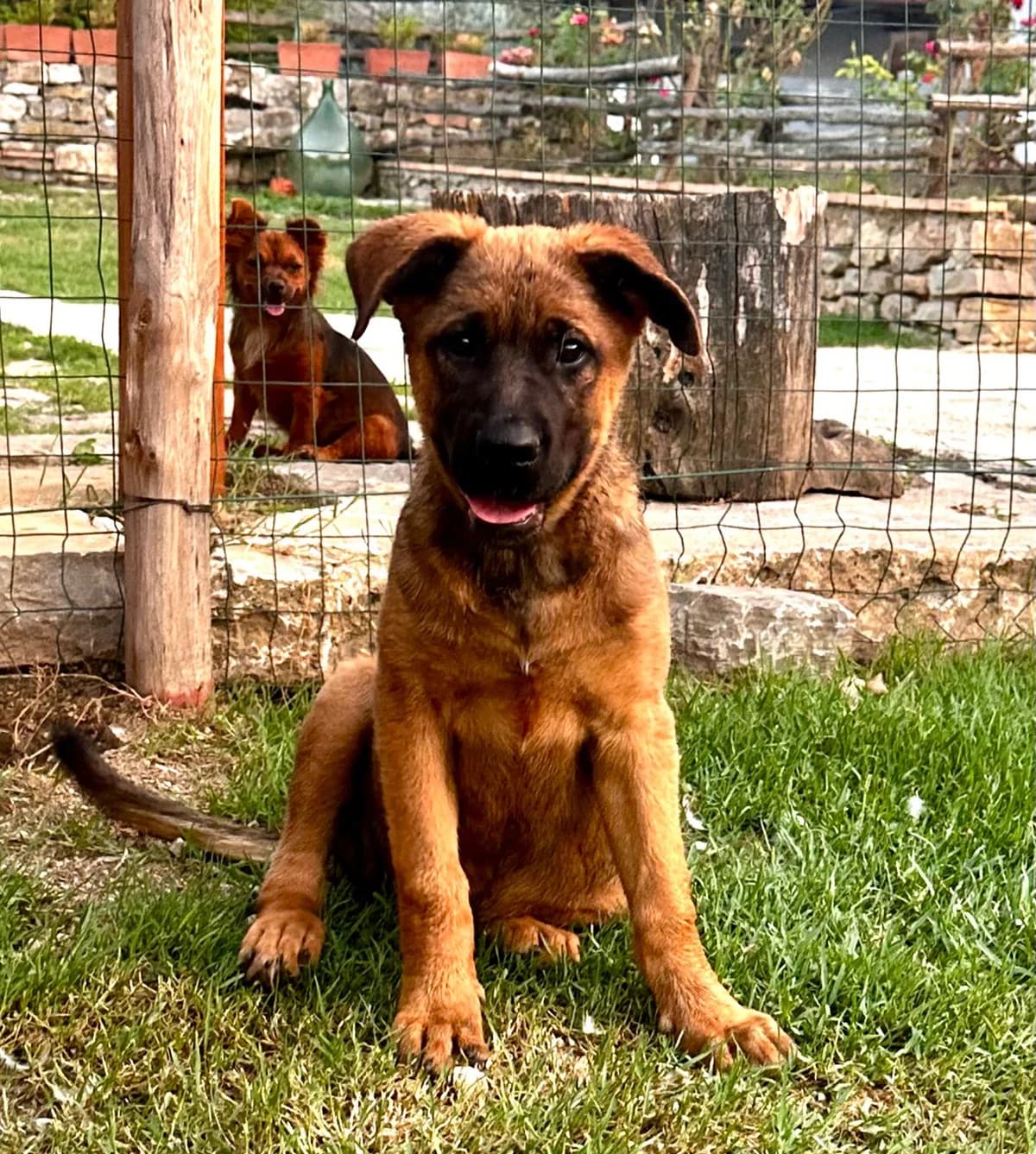 Keira, female puppy Mixed Breed for adoption at Hundehilfe Mariechen, Stadtsteinach