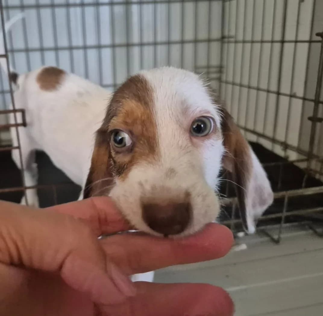 Keks, male puppy Mixed Breed for adoption at Hundehilfe Mariechen, Stadtsteinach