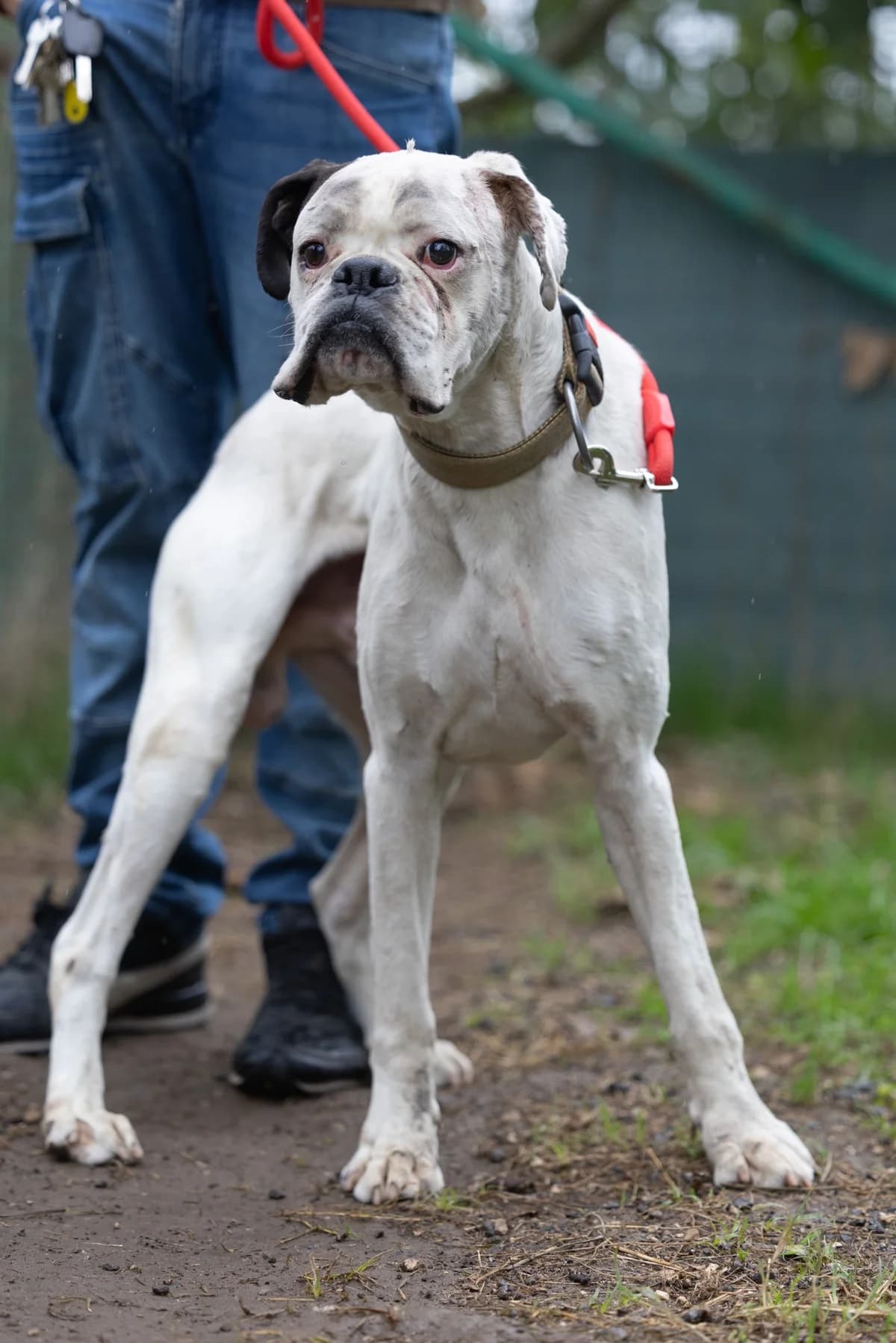 Klaus / Tesoro, male 5yo mixed breed for adoption at Hundehilfe Mariechen, Stadtsteinach