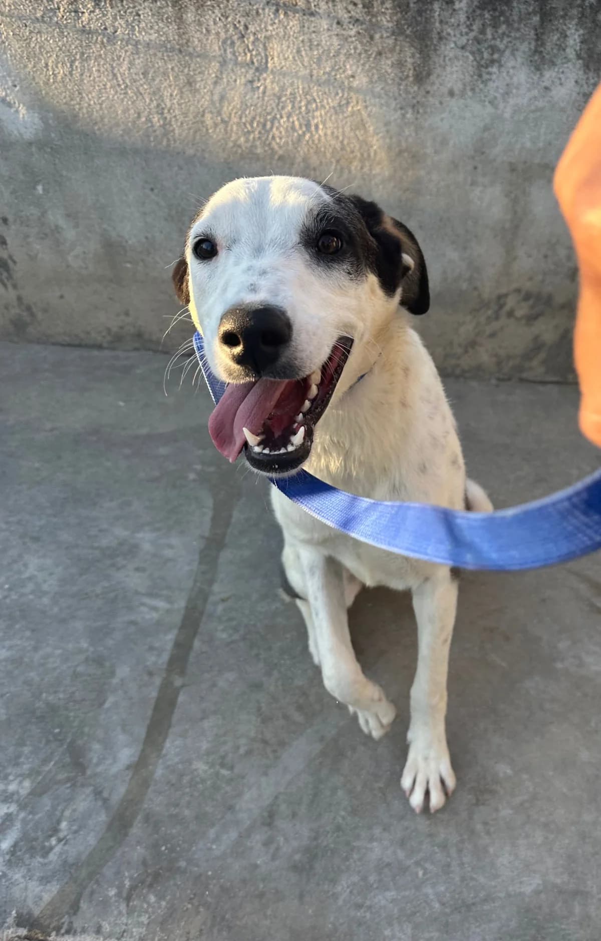Laren, Mixed Breed (Hundehilfe Mariechen)