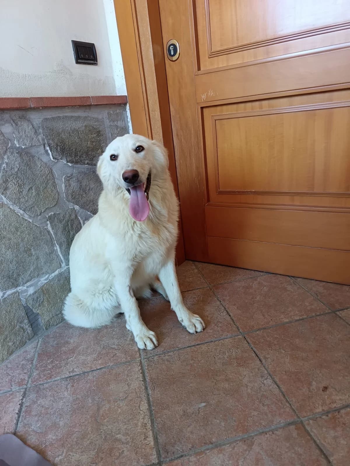 Lenu, Mixed Breed (Hundehilfe Mariechen)
