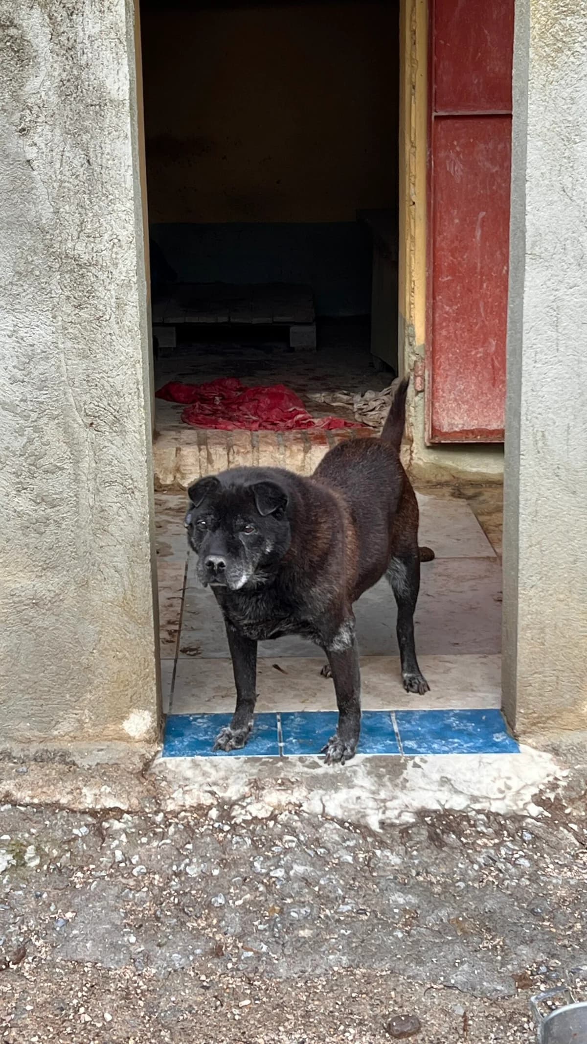 Lilu, female senior Mixed Breed for adoption at Hundehilfe Mariechen, Stadtsteinach