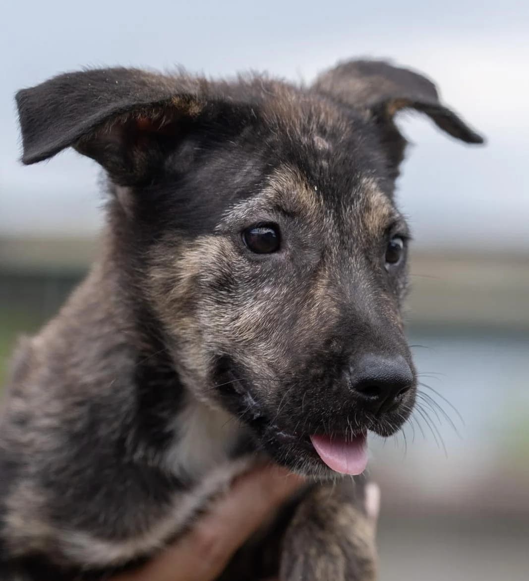 Luz, female puppy Mixed Breed for adoption at Hundehilfe Mariechen, Stadtsteinach