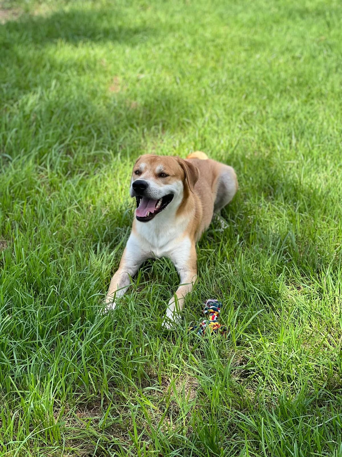 Marly, male 5yo Labrador Retriever for adoption at Hundehilfe Mariechen, Stadtsteinach
