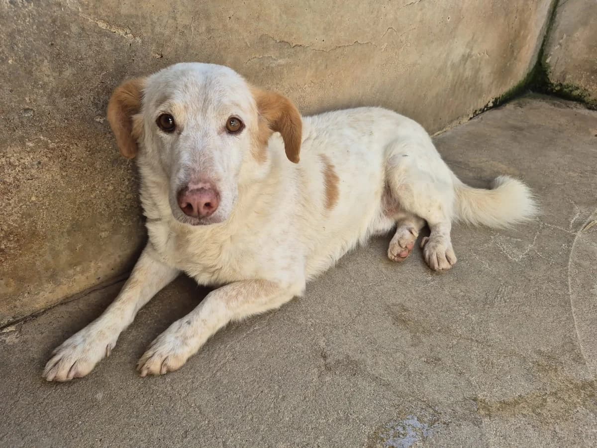 Miko, Mixed Breed (Hundehilfe Mariechen)