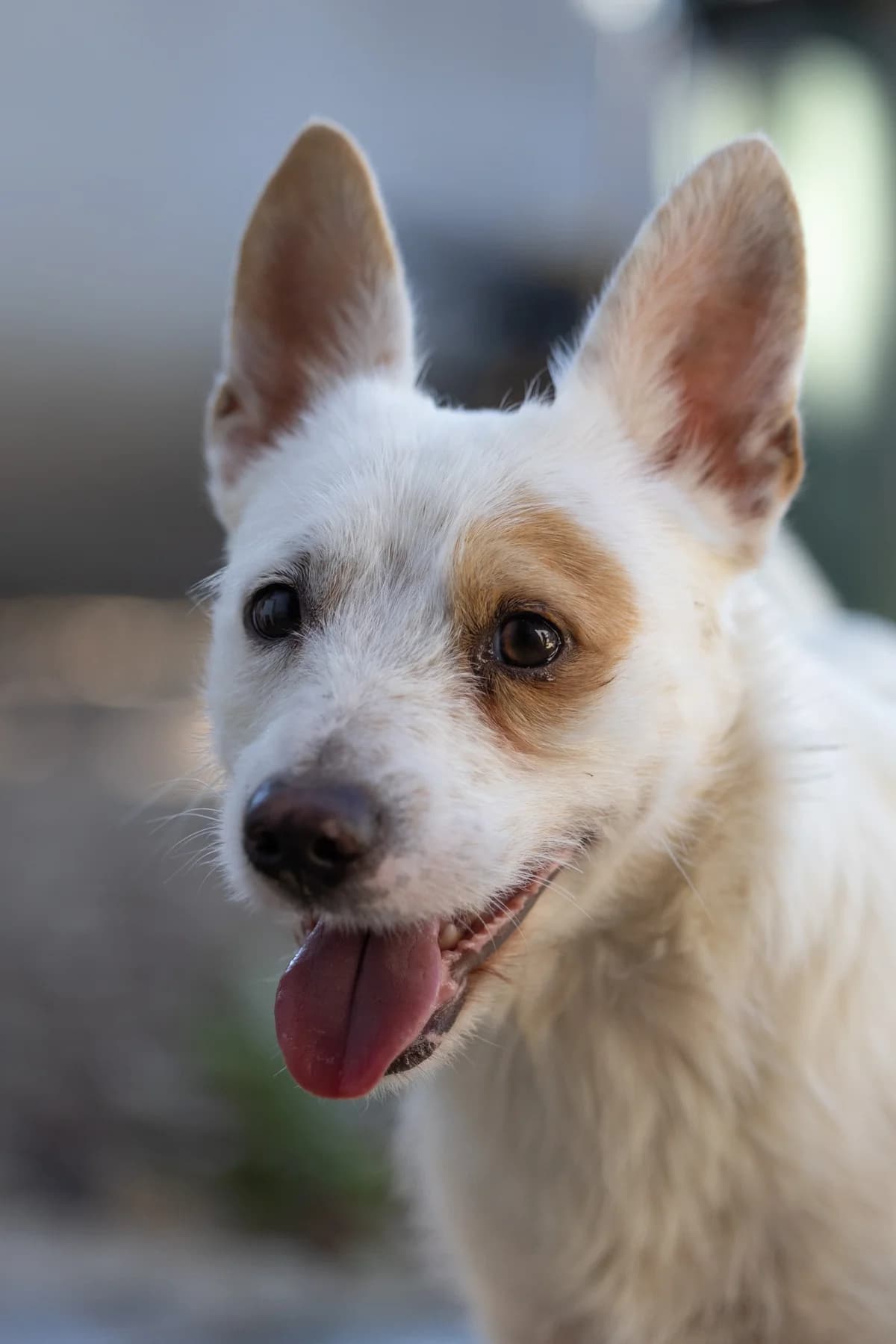 Milou, male young Mixed Breed for adoption at Hundehilfe Mariechen, Stadtsteinach