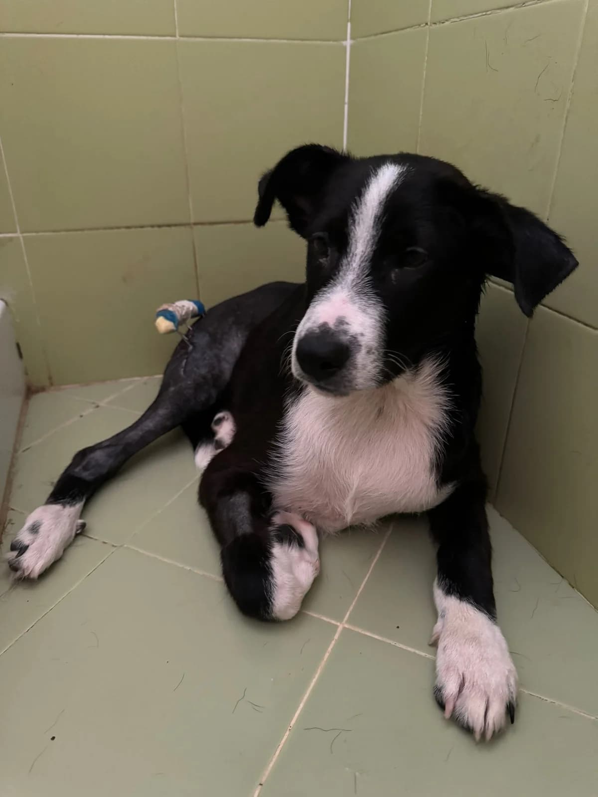 Mimmo, male young Border Collie for adoption at Hundehilfe Mariechen, Stadtsteinach