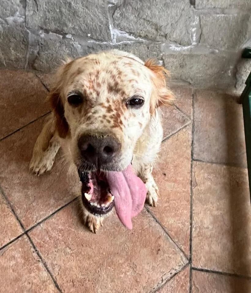Miro, male 6yo English Setter for adoption at Hundehilfe Mariechen, Stadtsteinach
