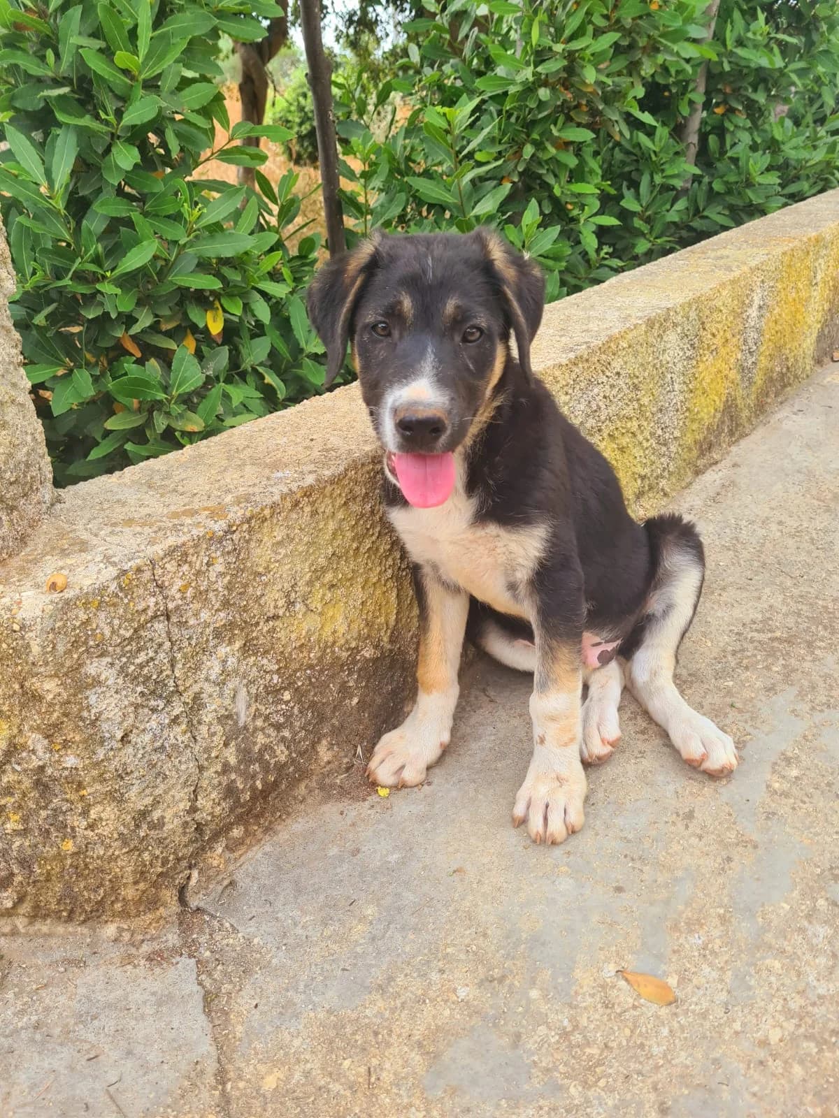 Moro, Mixed Breed (Hundehilfe Mariechen)