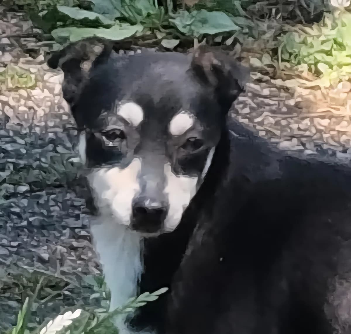 Nafy, male 5yo Mixed Breed for adoption at Hundehilfe Mariechen, Stadtsteinach