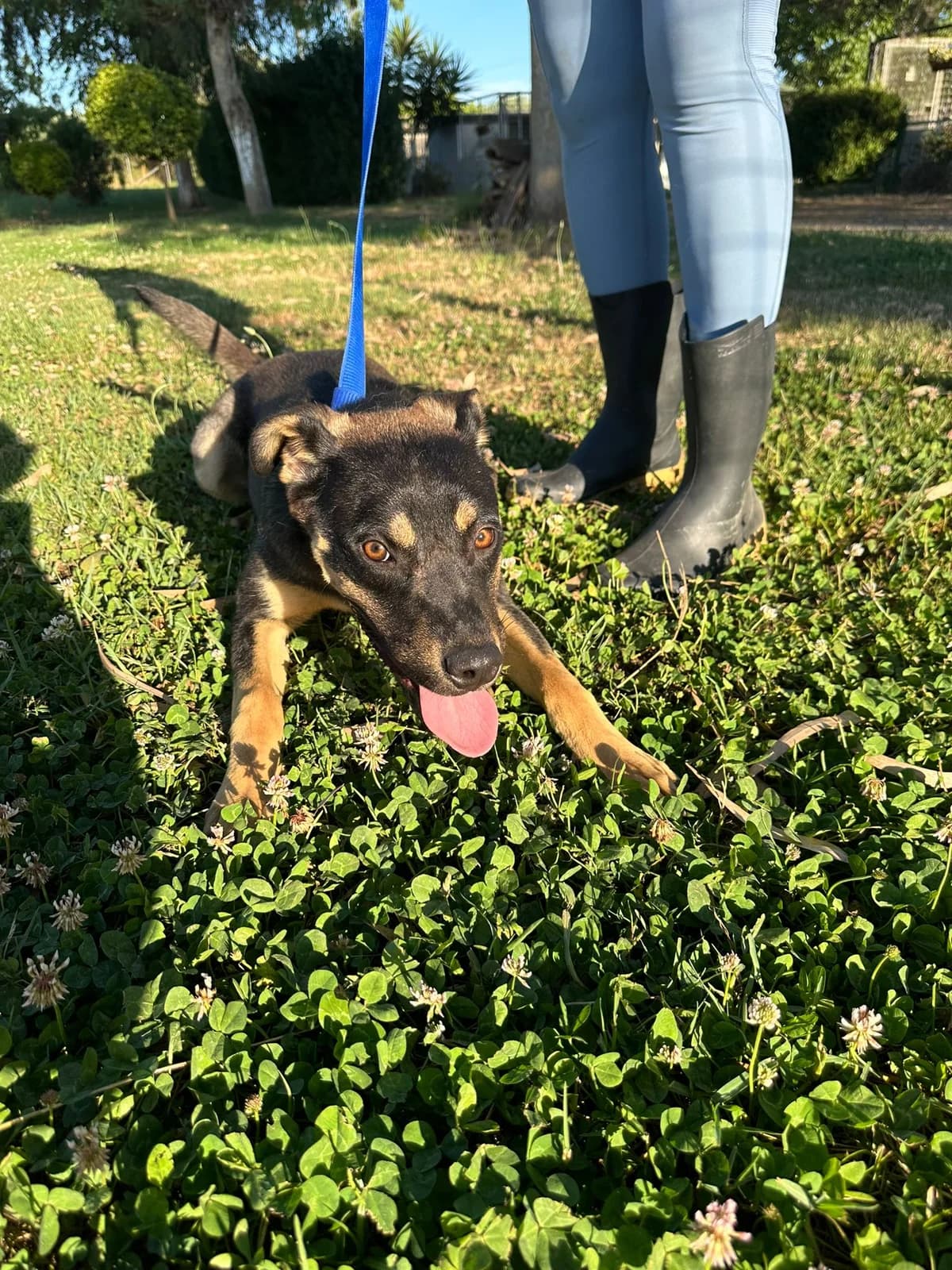 Nia, Mixed Breed (Hundehilfe Mariechen)
