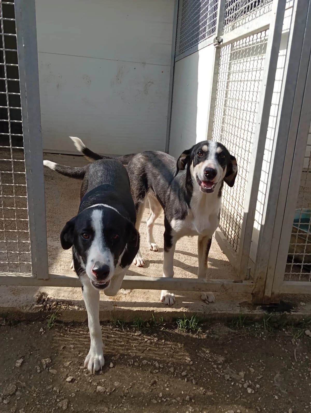 Nila, female young Mixed Breed for adoption at Hundehilfe Mariechen, Stadtsteinach