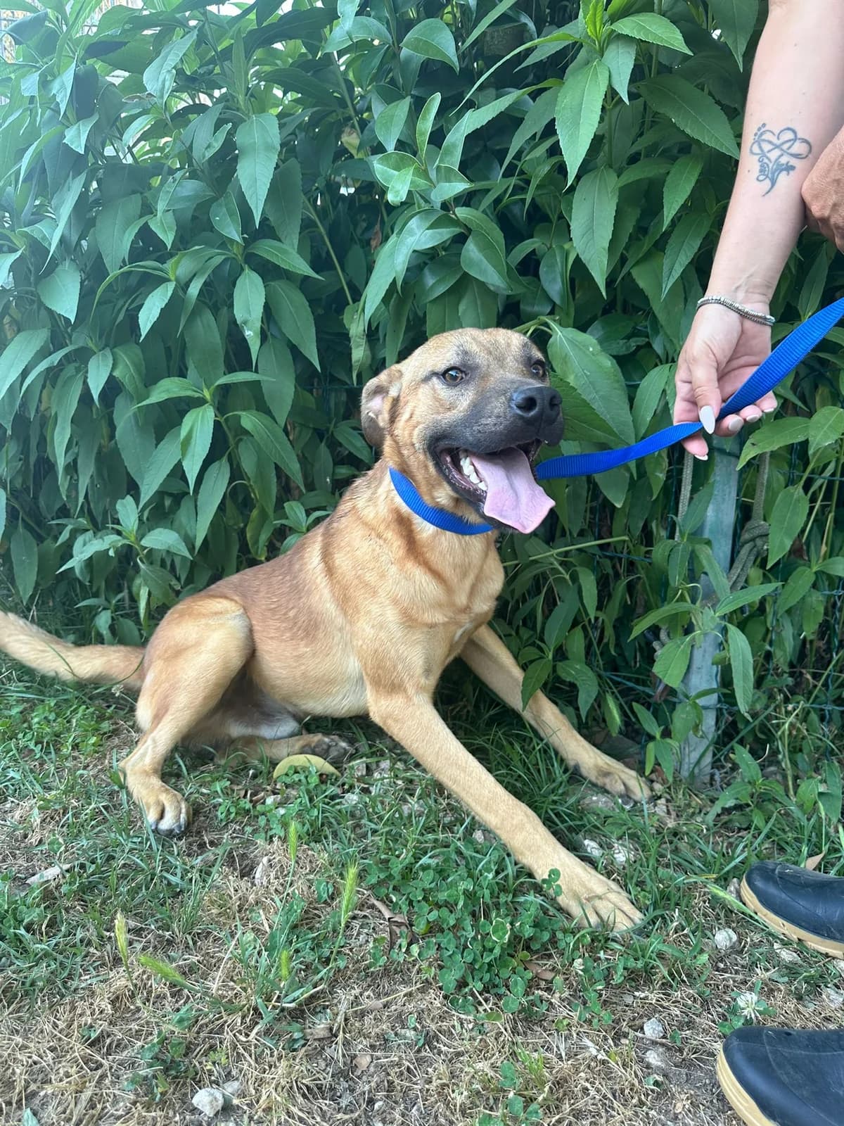 Nill, Mixed Breed (Hundehilfe Mariechen)