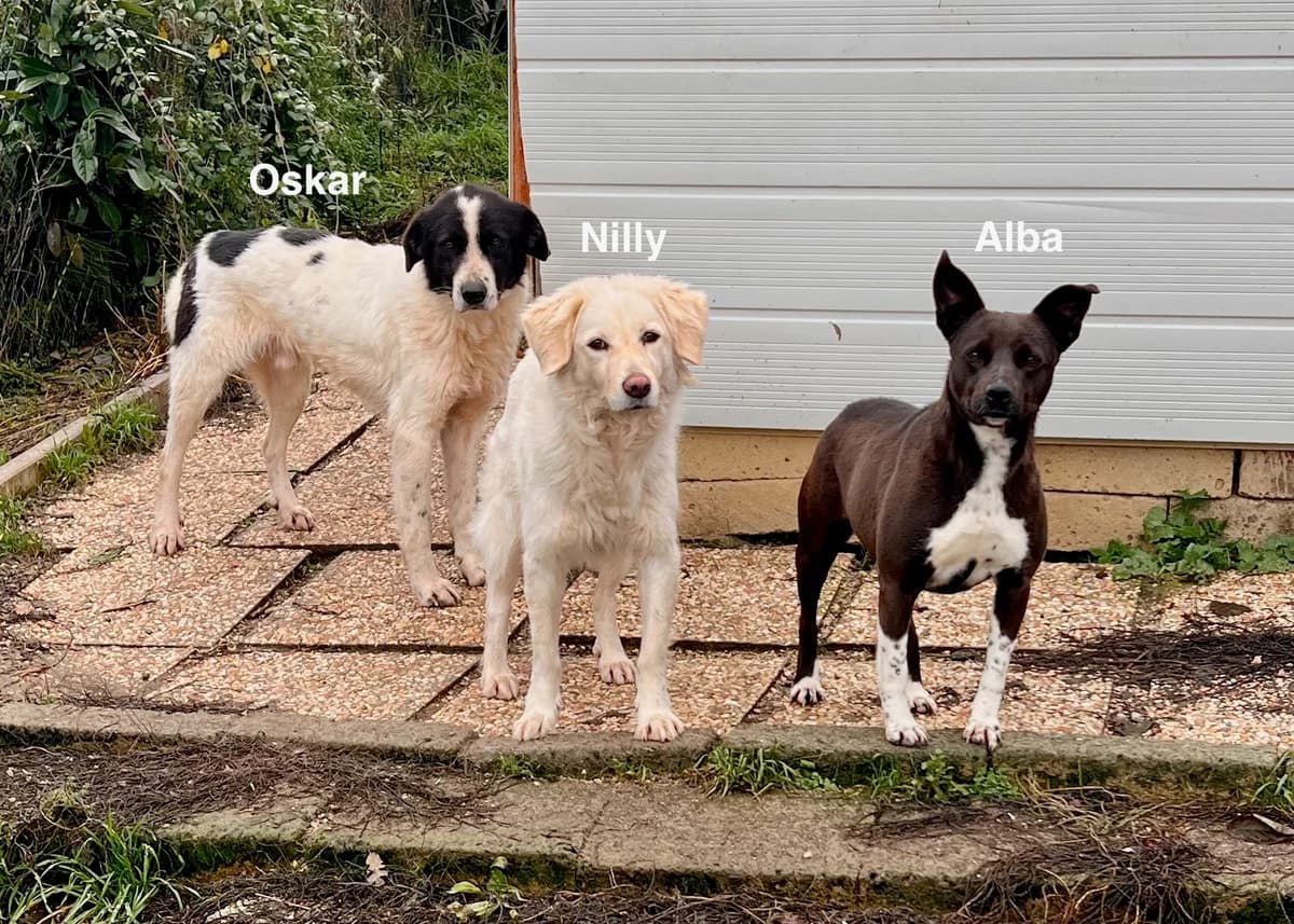 Nilly, female 4yo Mixed Breed for adoption at Hundehilfe Mariechen, Stadtsteinach