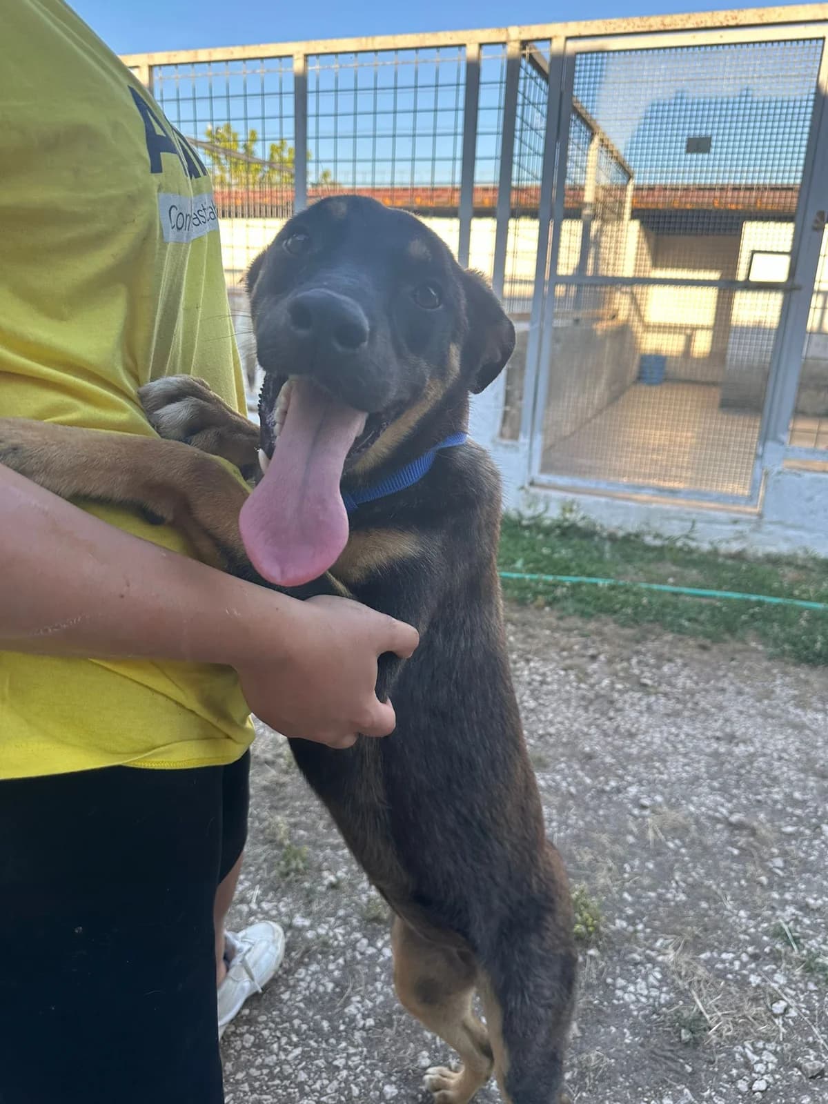 Noa, Mixed Breed (Hundehilfe Mariechen)